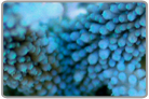 Blue Staghorn Acro Coral - Cultured